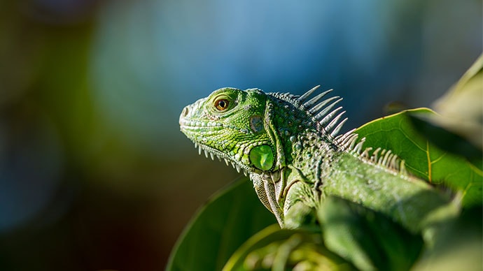 Contemplative Reptile